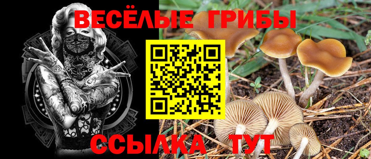 Галлюциногенные грибы GOLDEN TEACHER  закладка  Вход с VPN  Волжский  Галлюциногенные грибы Magic Shrooms 